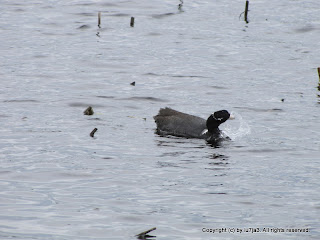 American Coot