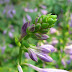 Hosta Flowers Pictures