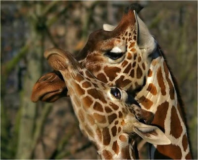 wonderful love giraffes