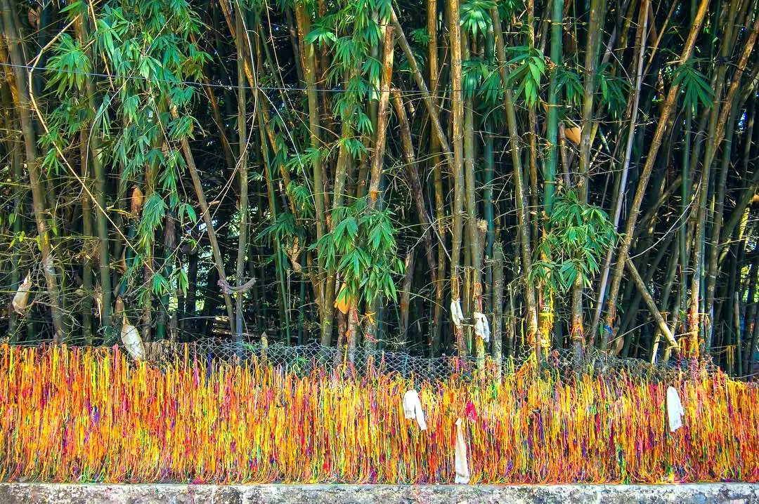 Beloved Bamboo