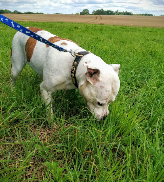 Passionately Sam, Dog Walking at Hilbrae Animal Rescue, Cherry