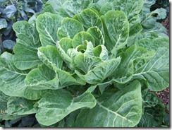 collards plant