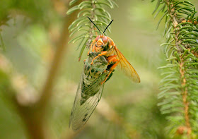 A female Cicada Killer Wasp shows off her Cicada prey before taking it back to her burrow.