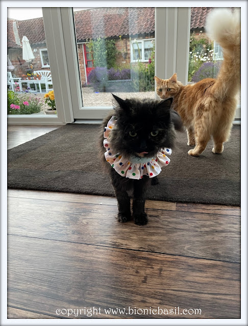 Friday Fluffers at BBHQ ©BionicBasil® Pandora's Freaked Out About The Clown Collar