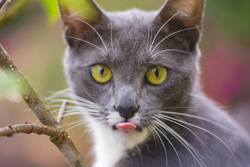 gato cinza e branco mostrando a língua