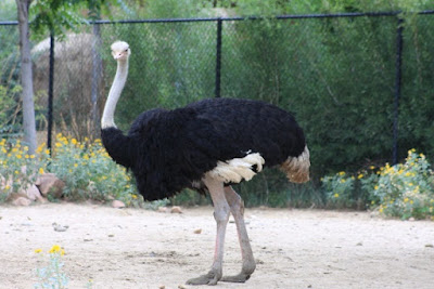 Flightless birds are puzzing for both creationists and evolutionists, but both should agree that the ostrich has some fascinating characteristics.