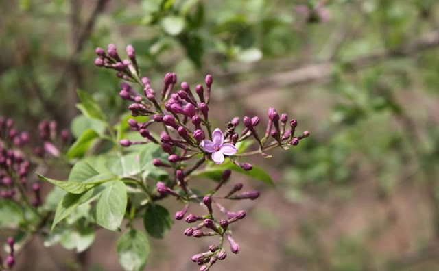 Lilac Flowers Pictures