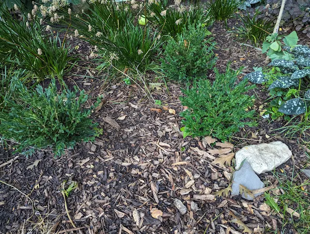 Green Gem Boxwoods - After Two Years of Growing - 1 Gallon