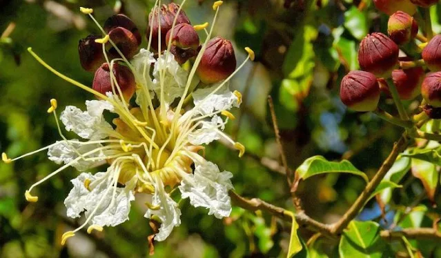 Mirindiba-rosa-Lafoensia-Glyptocarpa-uma-visão-geral