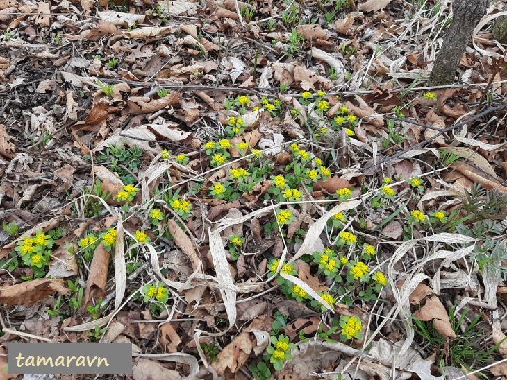 Селезёночник волосистый (Chrysosplenium pilosum)