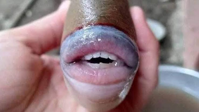 Fish with Human Lips