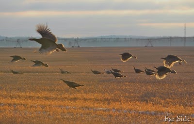 Turkeys in flight