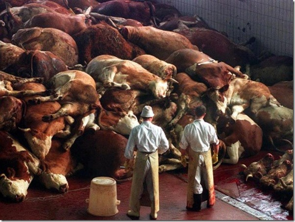 Holocaust of the Animals