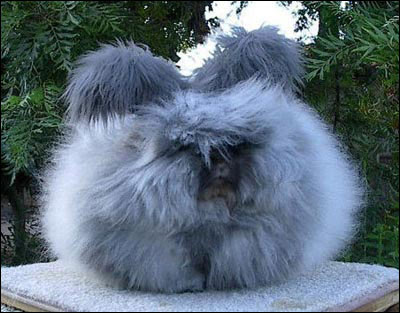 Angolan Rabbit