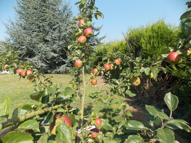 Comment choisir le type d'arbre fruitier à planter ?