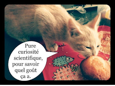 Chaton roux mignon mange une madeleine