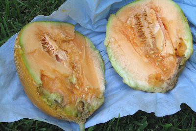 Annieinaustin, inside wrecked melon