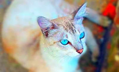 Foto-foto Kucing Yang Cantik Dengan Kamera Smartphone