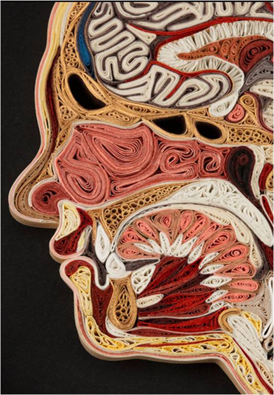 La anatomía es bella