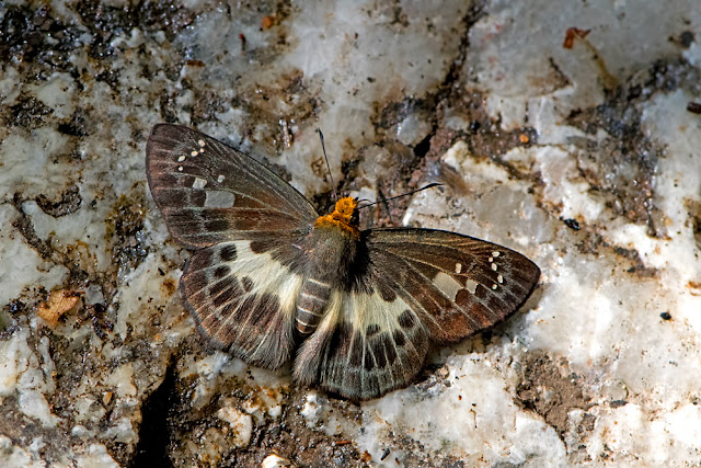 Gerosis phisara the Variable White Flat butterfly