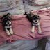 Cachorros schnauzer amor e fidelidade