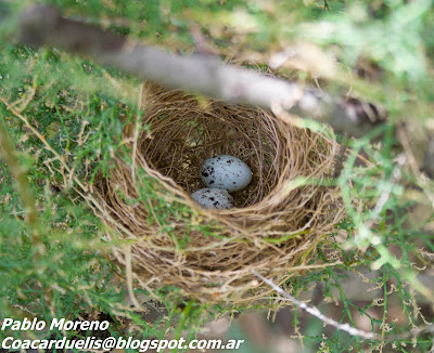 alt="nido de corbatita,aves de Mendoza,Sporophila caerulescens"