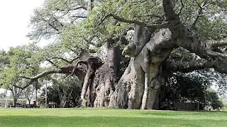 Sunland baobab tree is 6,000 years old