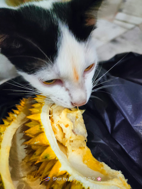 Kucing Makan Durian