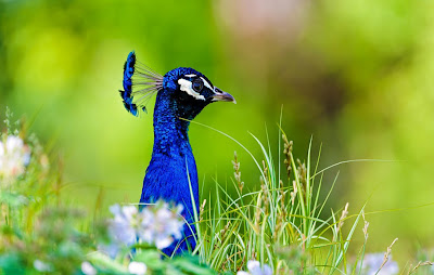 Burung Burung Merak