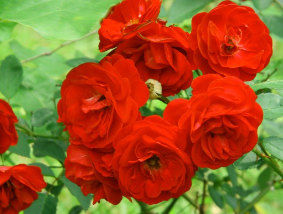 Abdul Rohman Bunga Mawar Rose 