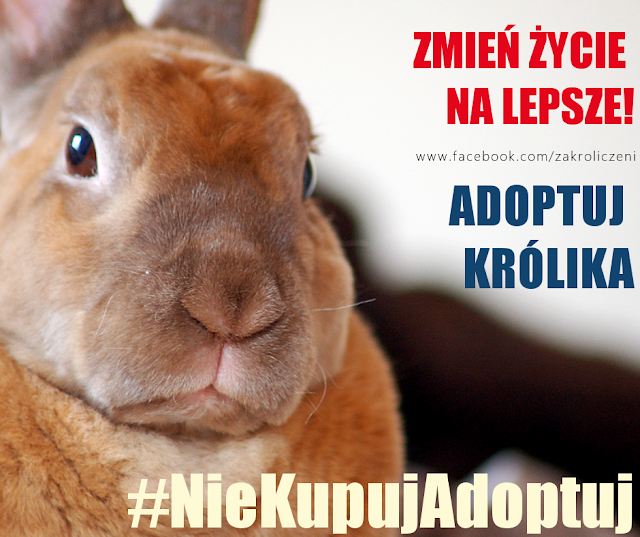 adopcja, zakróliczeni, królik, króliki, dlaczego warto adoptować królika