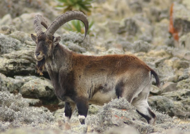 Melhora a perspectiva de salvar da extinção o magnífico ibex walia da Etiópia