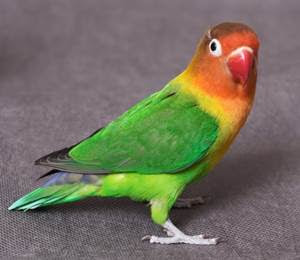 Dunia Burung  Perbedaaan Lovebird Biola Opaline Fischer 