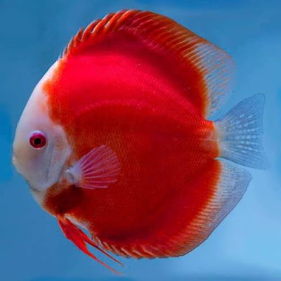 Discus Red Melon