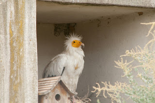 Parc Ornithologique du Pont De Gau. Орнитологический парк. Камарг.