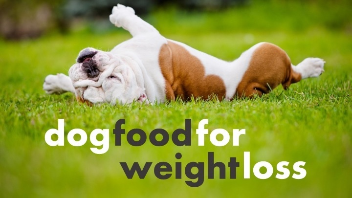 I love My Dog; Natural Pet Health,: Veggie weight loss stew for Dogs