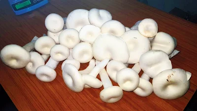 Franchise mushroom factory in Punjab