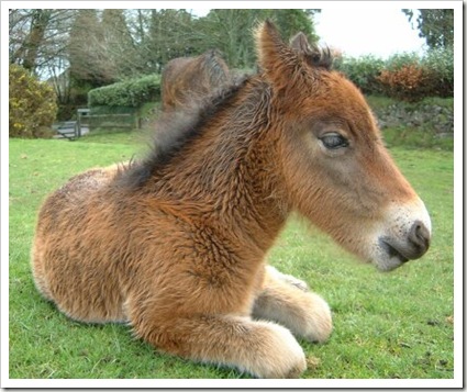little pony 3