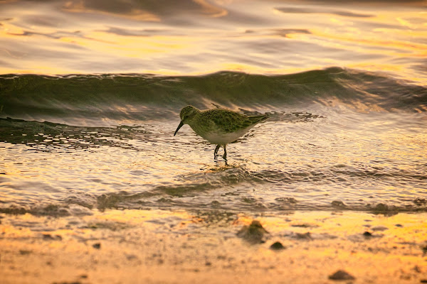 Shorebird in the waves.