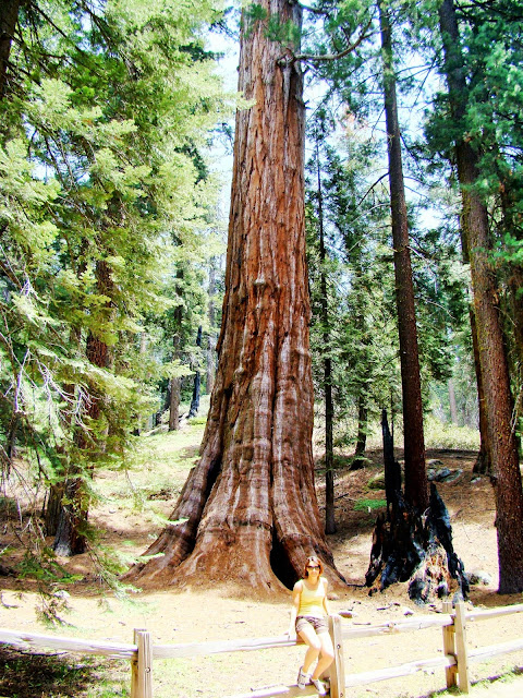 Sequoia Park - California - USA