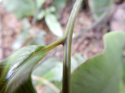 細柄雙蓋蕨葉軸及羽軸表面的溝