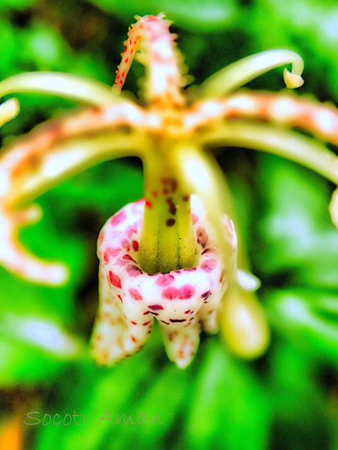 Tricyrtis macropoda