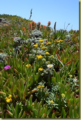 Bodega Head Flowers-4
