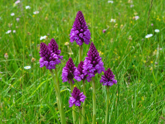 Orchis pyramidal