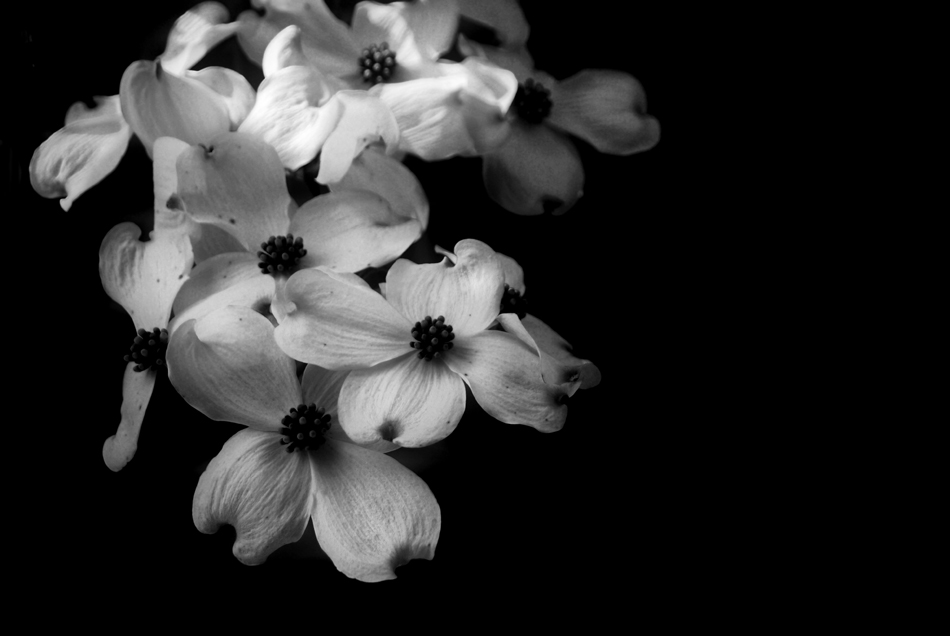 black and white flowers. lack and white flowers. lack