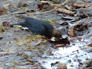 Vacher à tête brune - Molothrus ater