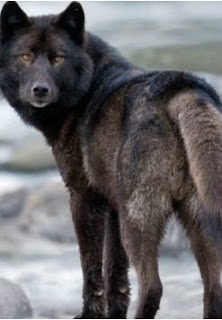 Canis lupus ligoni