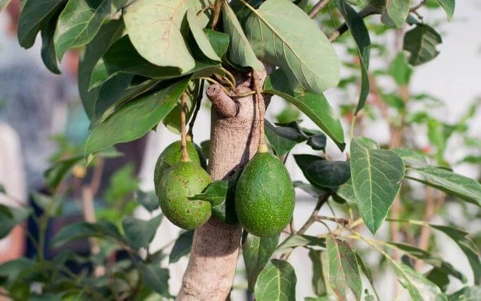 Abacateiro, árvore produtora do abacate, recém podada e com frutos.