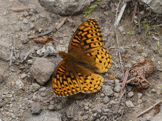 191: butterfly on the ground