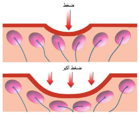 الشكل 1-2: إحدى طرق التعبير عن شدة المنبه: كلما ازداد الضغط ازداد عدد المستقبلات التي تتأثر بهذا الضغط وازداد عدد العصبونات الحسية المستجيبة.